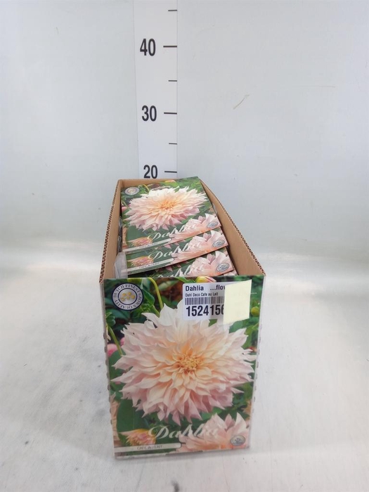 <h4>Dahlia   ...flowerbulbs</h4>