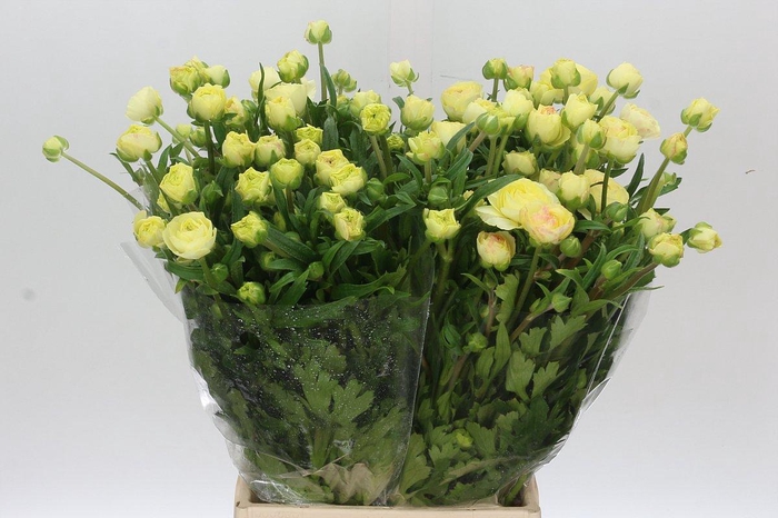 <h4>Ranunculus Moderna Limoncello</h4>