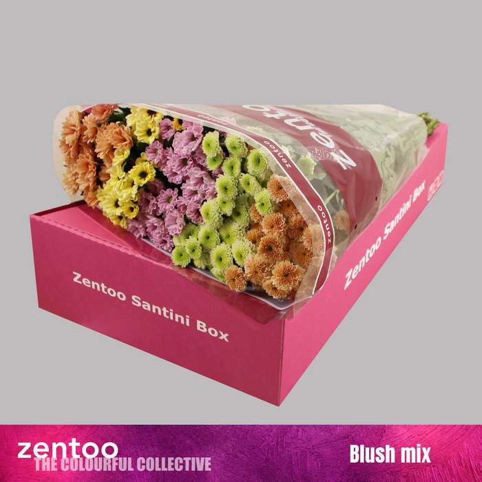 <h4>Chrysanten Chr S Gem</h4>