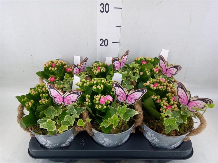 <h4>Arr. Planten L%</h4>