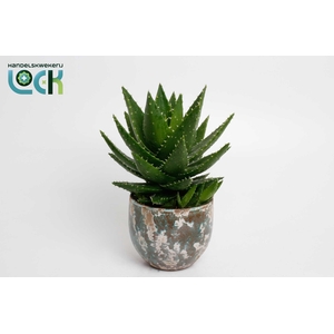 Aloë mitriformis in groene luuk pot