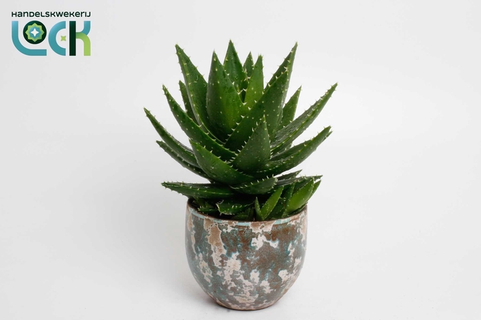 <h4>Aloë mitriformis in groene luuk pot</h4>