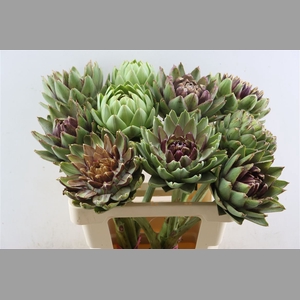 Cynara Scolymus Rauw
