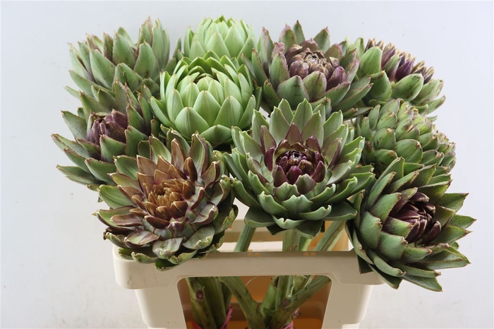 <h4>Cynara Scolymus Rauw</h4>