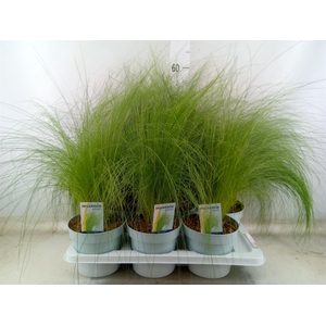 Stipa tenuissima 'ColGra Pony Tail'