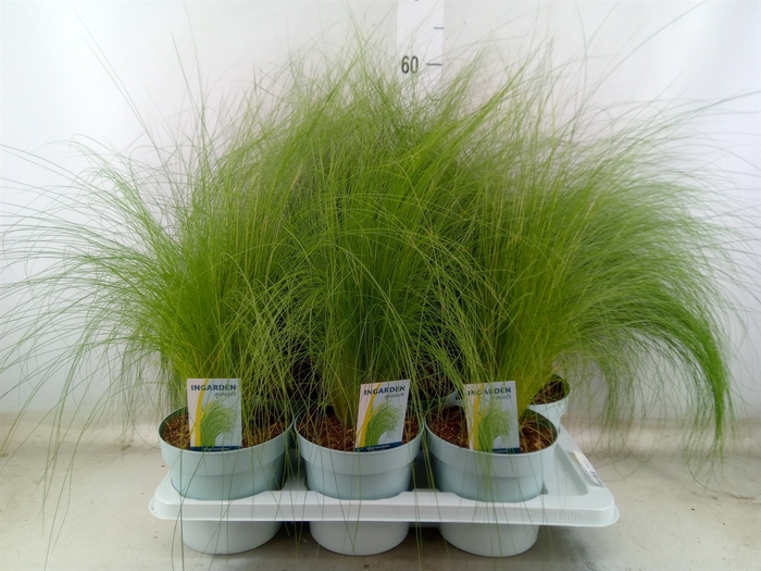 <h4>Stipa tenuissima 'ColGra Pony Tail'</h4>