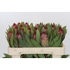 Protea Robijn