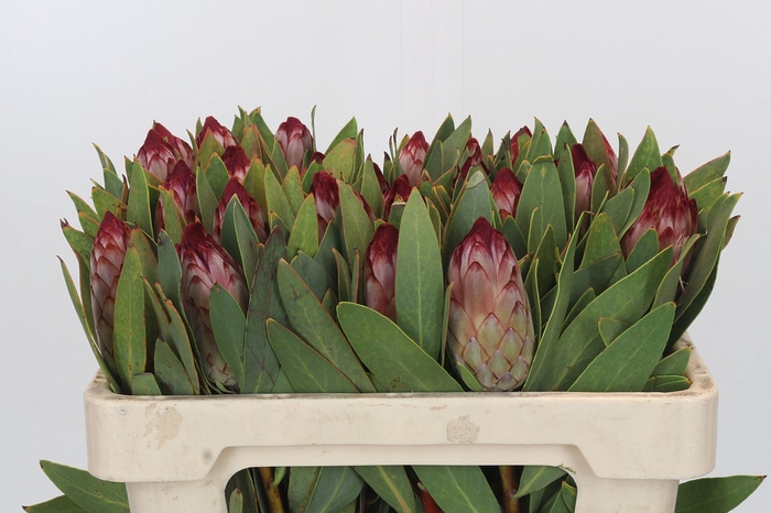 <h4>Protea Robijn</h4>