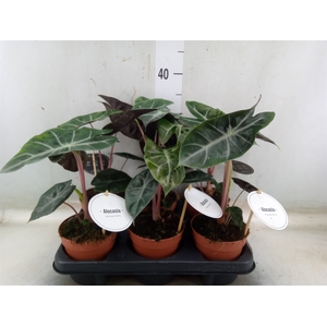 Alocasia   ...