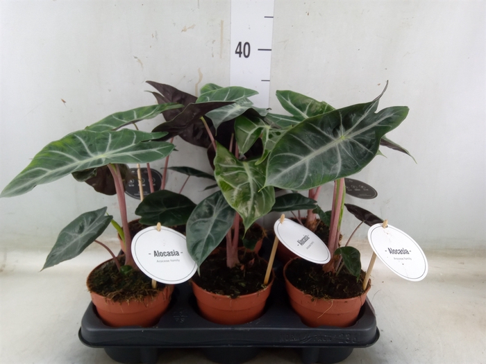 <h4>Alocasia   ...</h4>