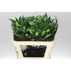 Lil Or Roselily Aisha White ( Double )