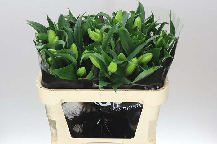 <h4>Lil Or Roselily Aisha White ( Double )</h4>