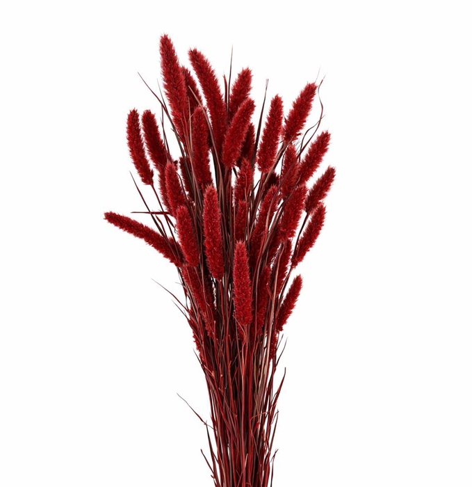 <h4>Dried Setaria X5 Red Bunch</h4>