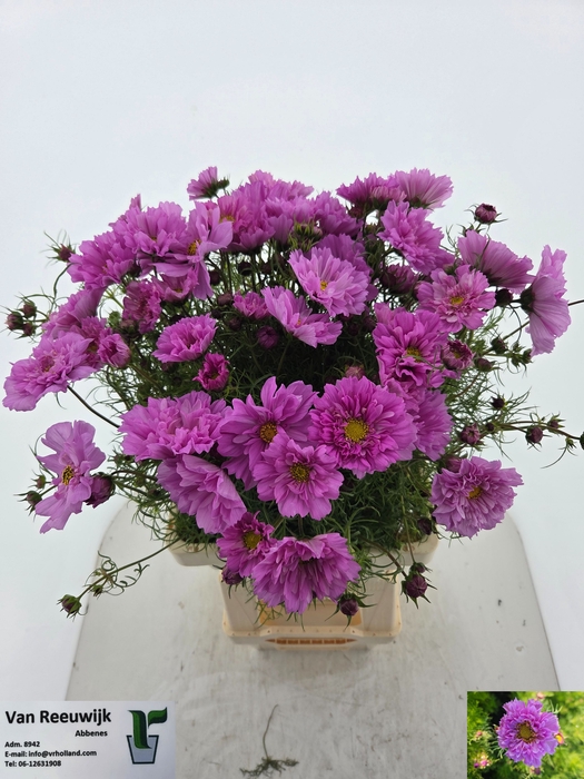 <h4>COSMOS BIPINNATUS</h4>