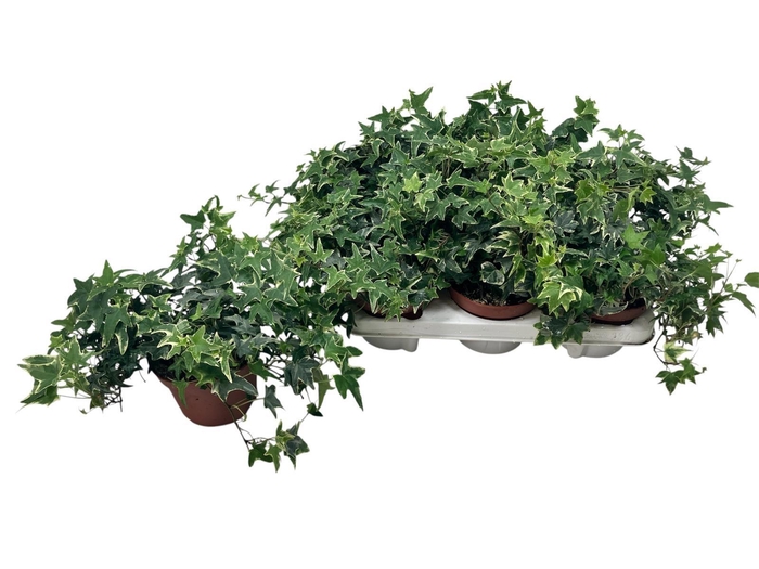 <h4>HED HE MONA LISA</h4>