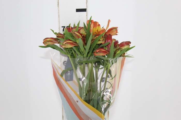 <h4>ALSTROEMERIA CHEERIO 070 CM</h4>