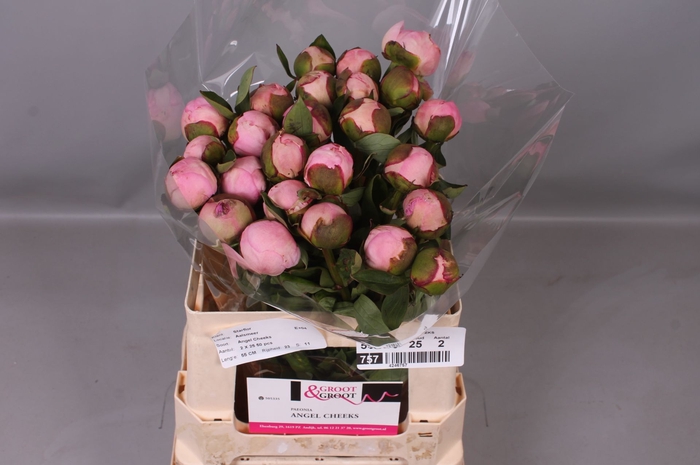 <h4>Paeonia Angel Cheeks</h4>