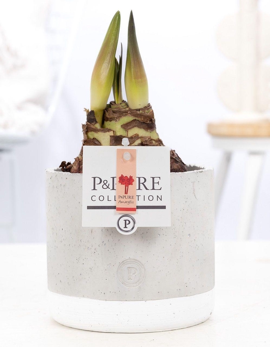 <h4>Hippeastrum red in P&PURE Jade ceramics</h4>