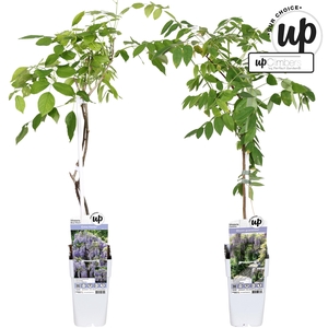 Wisteria Our Choice mix tray P15