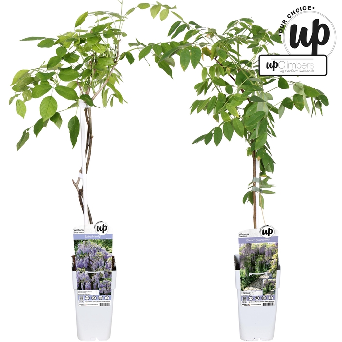 <h4>Wisteria Our Choice mix tray P15</h4>