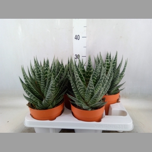 Aloe aristata 'Tiki Tahi'