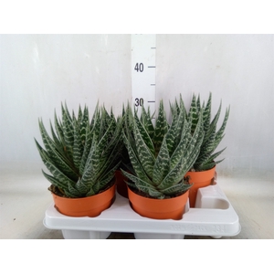 Aloe aristata 'Tiki Tahi'