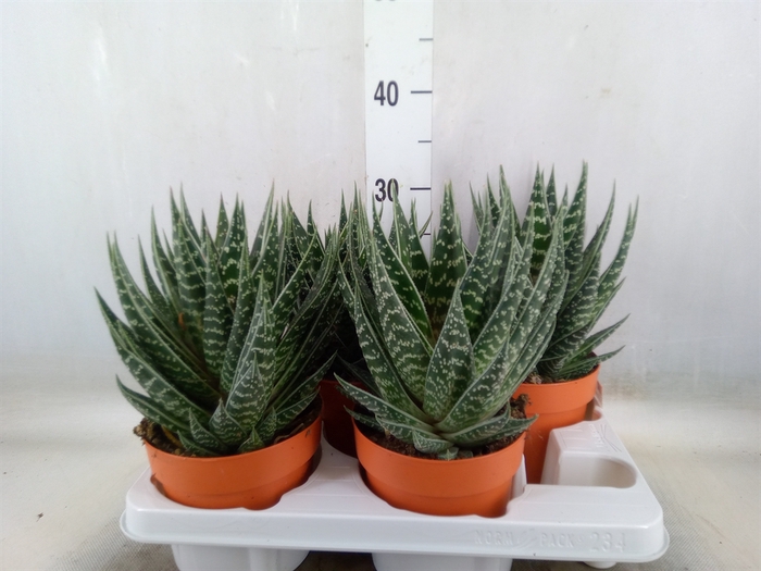 <h4>Aloe aristata 'Tiki Tahi'</h4>