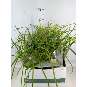 Rhipsalis   ...