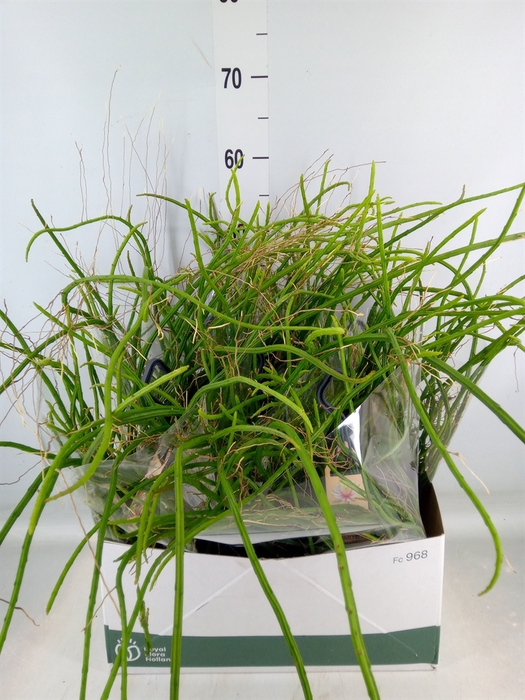 <h4>Rhipsalis   ...</h4>
