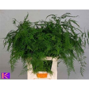 Asparagus Setaceus 85 Cm