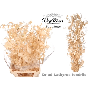 DRIED LATHYRUS TENDRILS