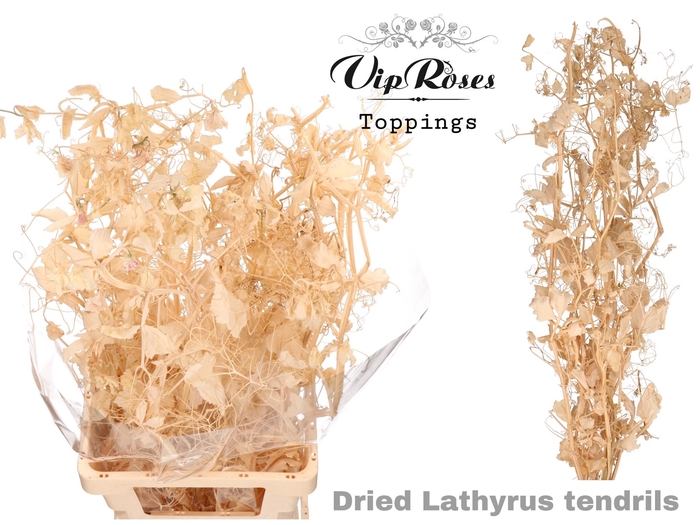 DRIED LATHYRUS TENDRILS