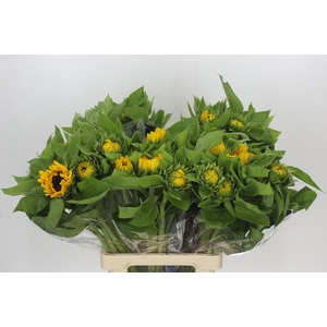 Helianthus Vincent's Choice