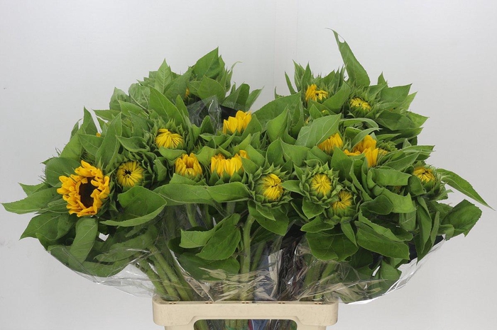 <h4>Helianthus Vincent's Choice</h4>