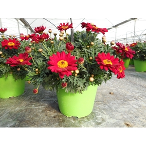 Anthemis punctata subsp. cupaniana