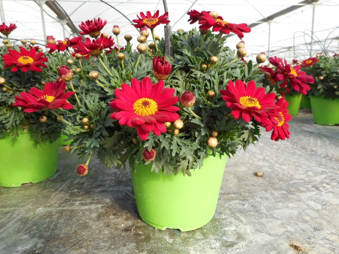 <h4>Anthemis punctata subsp. cupaniana</h4>