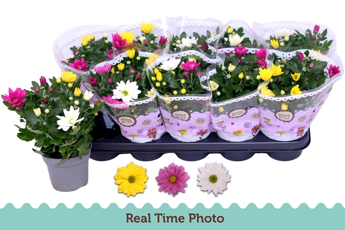 <h4>CHRYS GEM IN POT</h4>