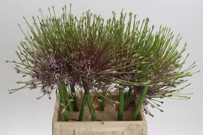 <h4>Allium schubertii</h4>