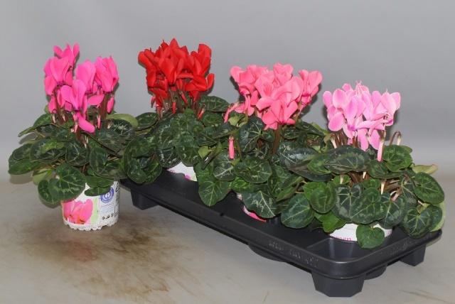 <h4>CYCL GR SUP XL</h4>