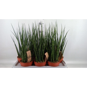 Sansevieria  'Fernwood'
