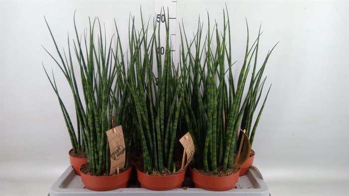 <h4>Sansevieria  'Fernwood'</h4>