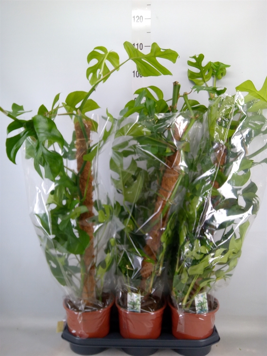 <h4>Monstera delic. 'Piccolo'</h4>