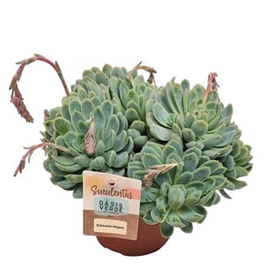 Echeveria Elegans X L