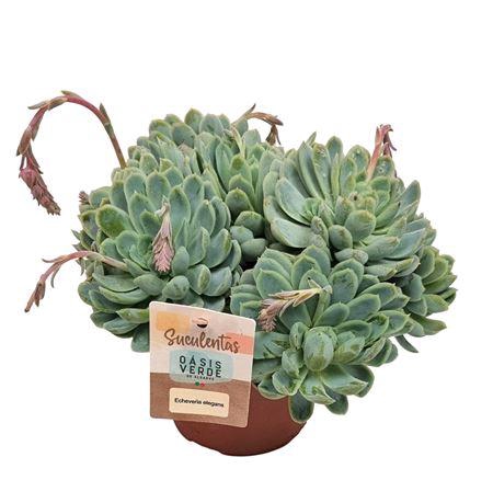 <h4>Echeveria Elegans X L</h4>
