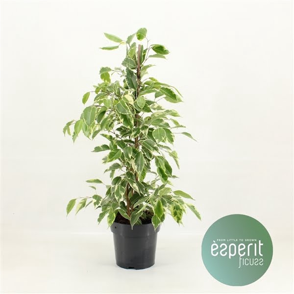 <h4>Ficus benjamina Golden King</h4>