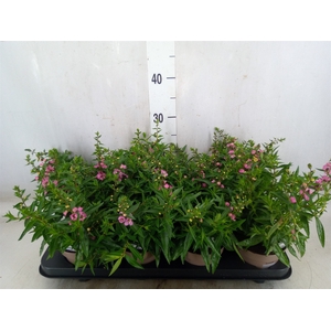 Angelonia  'Serena Lavender'