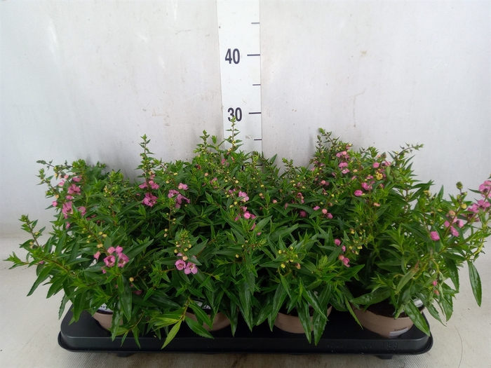 <h4>Angelonia  'Serena Lavender'</h4>