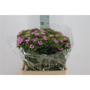 Di Barb Lavendel Melian X50