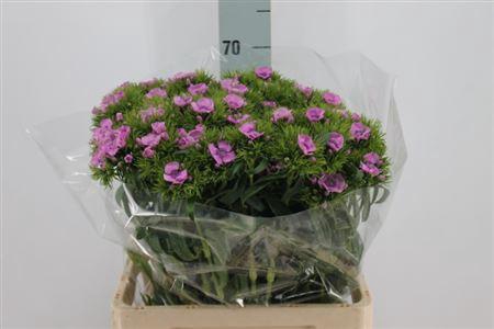 <h4>Di Barb Lavendel Melian X50</h4>