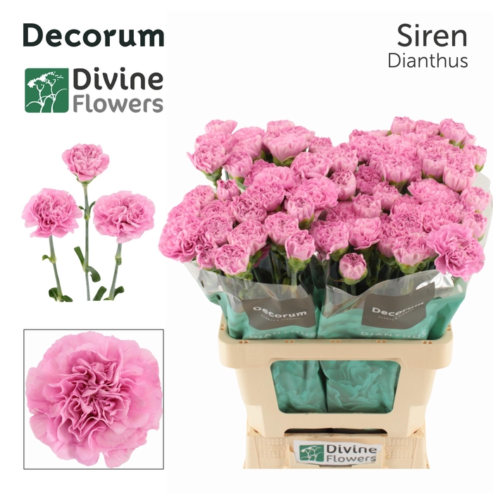 <h4>Di St Siren Divine</h4>